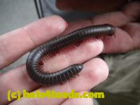 /home//u458753944/public_html/sourcegallery//Insects and small critters/millipedes and centipedes/DSCN1189.JPG